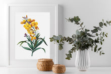 Load image into Gallery viewer, Yellow Wallflower Print Boho Botanical Art Print Modern Floral Wall Decor Minimalist Flower Wall Hangings Garden Home Decor Aesthetic Prints