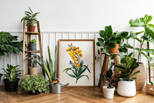 Load image into Gallery viewer, Yellow Wallflower Print Boho Botanical Art Print Modern Floral Wall Decor Minimalist Flower Wall Hangings Garden Home Decor Aesthetic Prints
